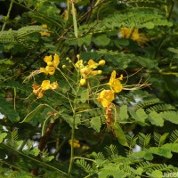 Caesalpinia pulcherrima (L.) Sw.